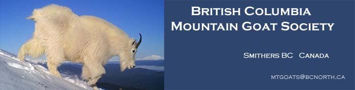 British Columbia Mountain Goat Society Smithers BC Canada
