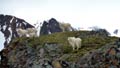 group of mountain goats