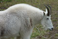 mountain goat mature male