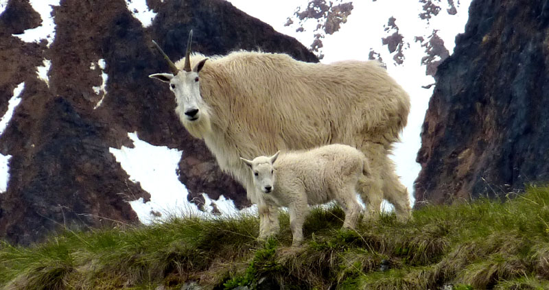 mountain goat facts and photos near Smithers BC Canada