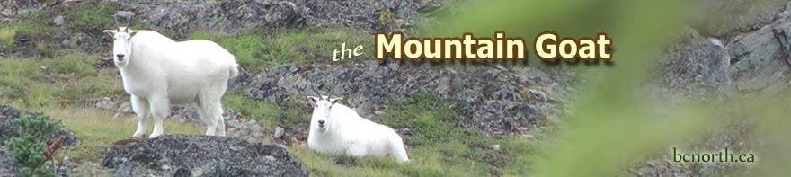 Mountain goats near Smithers BC Canada